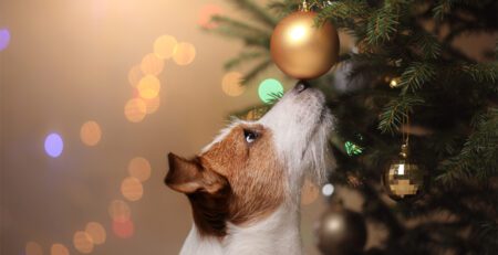 Χριστουγεννιάτικο δέντρο και σκύλος 1