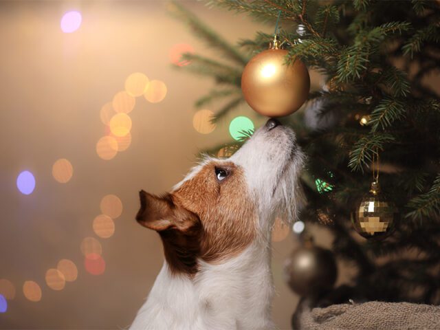 Χριστουγεννιάτικο δέντρο και σκύλος 1