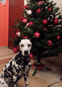 Χριστουγεννιάτικο δέντρο και σκύλος
